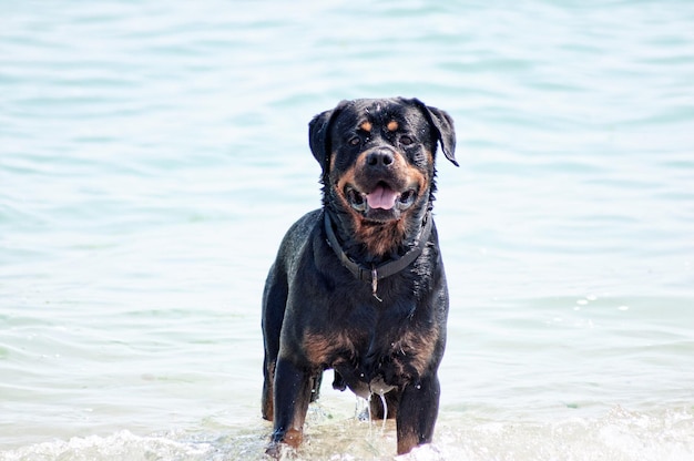 Portret van een hond in de zee