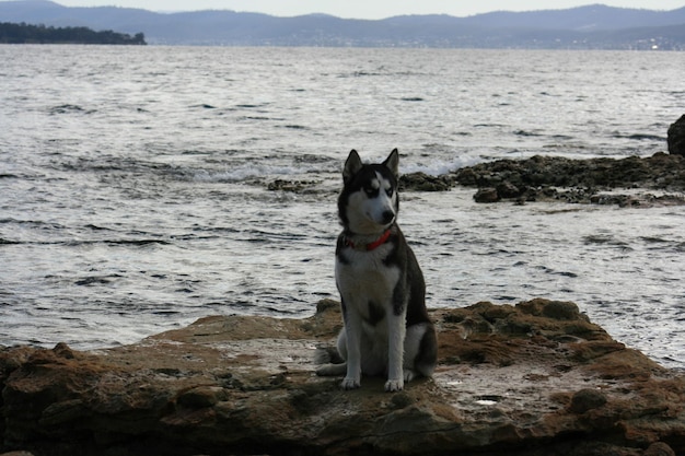 Foto portret van een hond in de zee