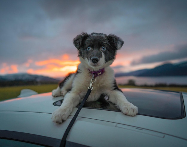 Foto portret van een hond in een auto tegen de hemel bij zonsondergang