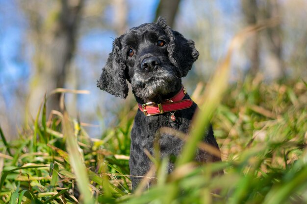 Foto portret van een hond in het gras