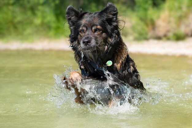 Foto portret van een hond in het water