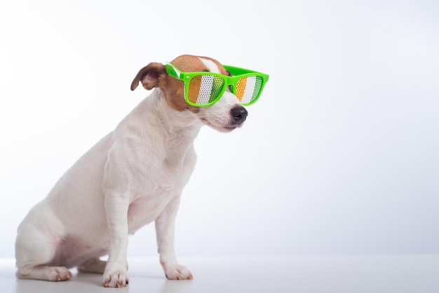 Portret van een hond jack russell terrier in grappige bril op een witte achtergrond Saint patricks day concept vakantie