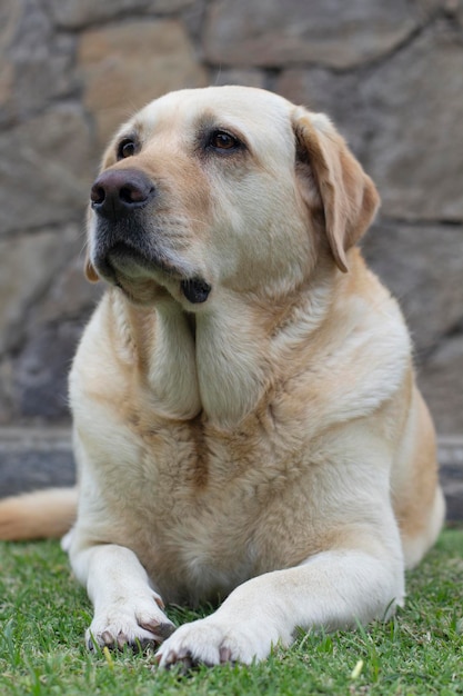 Portret van een hond labrador retriever