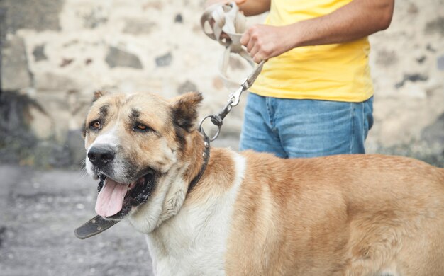 Portret van een hond. Man en hond. Beste vrienden