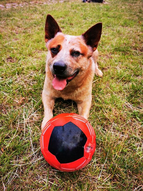 Portret van een hond met een bal op het veld