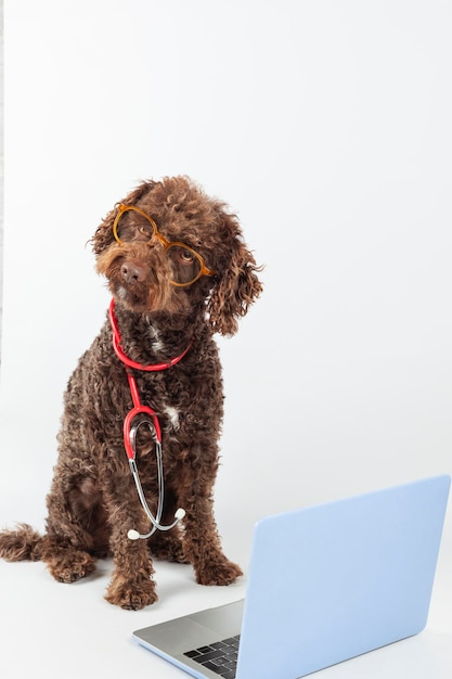 Foto portret van een hond met een bril, stethoscoop en laptop op een witte achtergrond