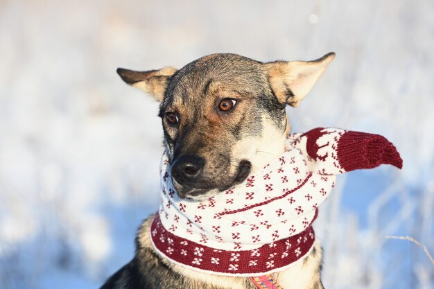 Portret van een hond met een gebreide sjaal om zijn nek gebonden.