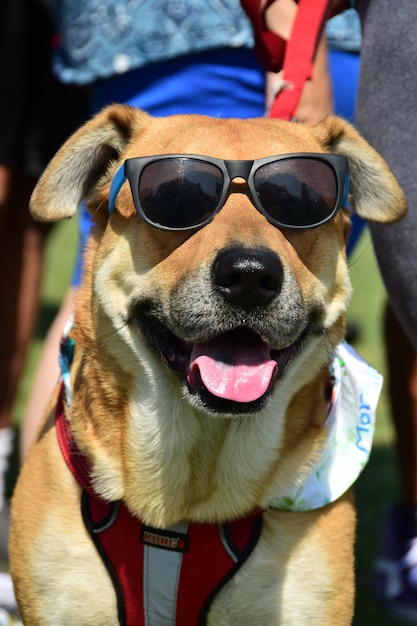 Foto portret van een hond met een zonnebril