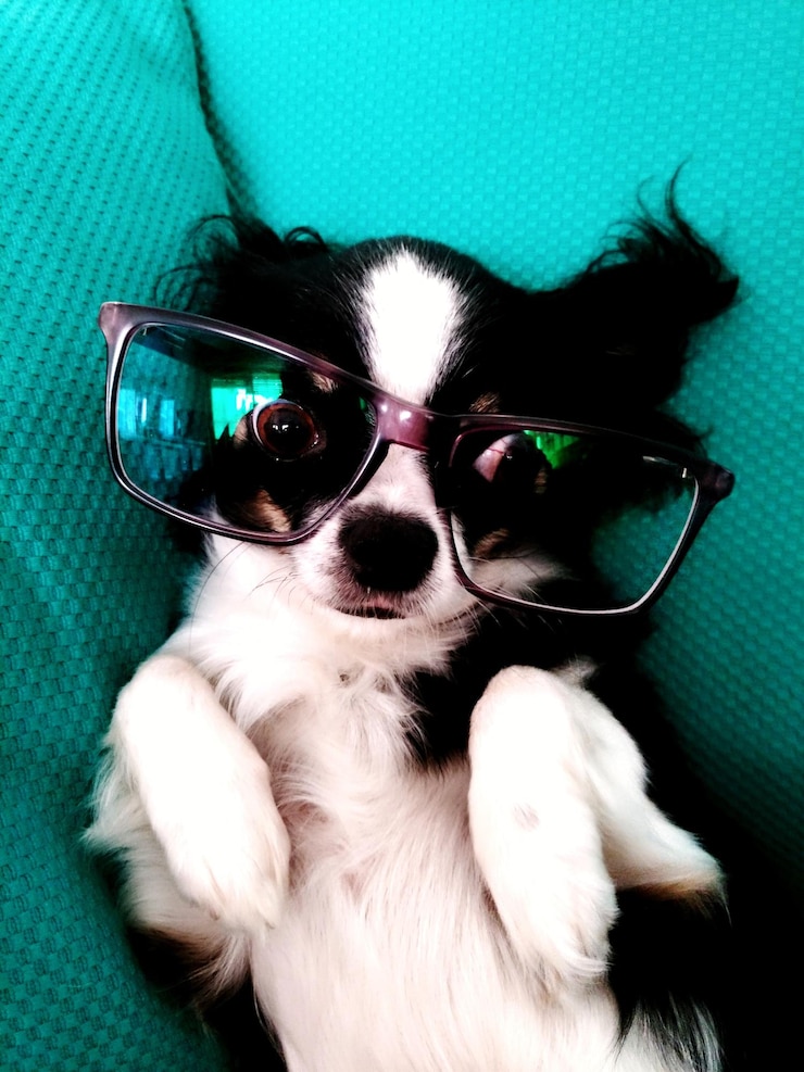 Foto portret van een hond met een zonnebril