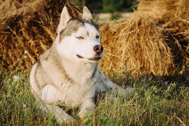 Portret van een hond op de achtergrond van hooibergen in landelijke gebieden. Siberische Husky met blauwe ogen.