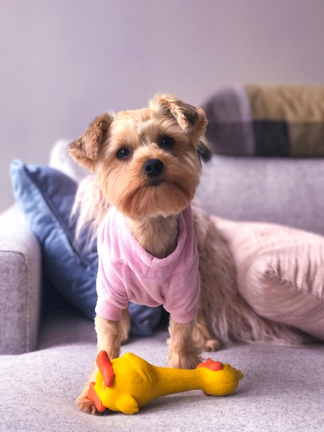 Portret van een hond op de bank thuis.