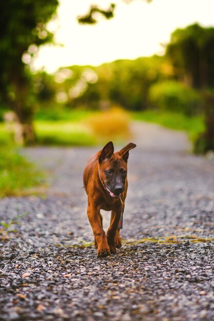 Portret van een hond op de weg