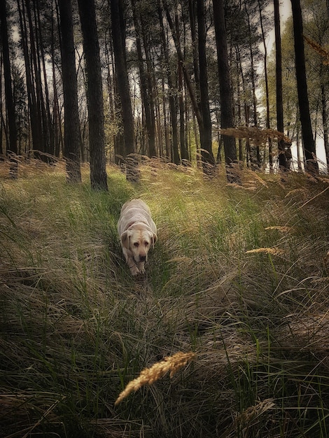 Foto portret van een hond op een boomstam in het bos