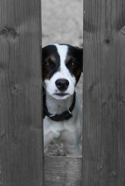 Foto portret van een hond op een houten hek