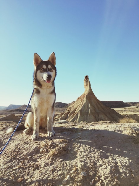 Portret van een hond op een landschap