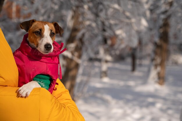 Foto portret van een hond op een met sneeuw bedekt veld