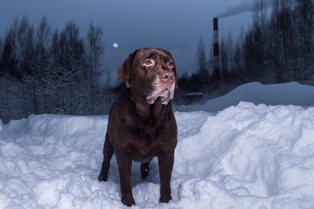 Portret van een hond op een met sneeuw bedekt veld