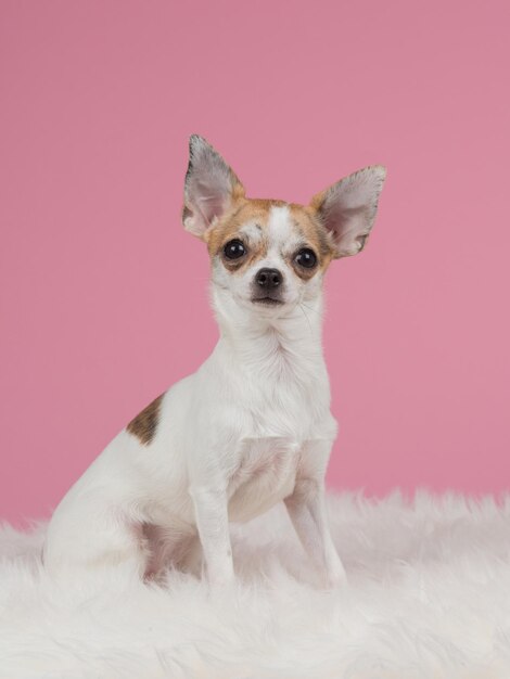 Portret van een hond op een roze achtergrond