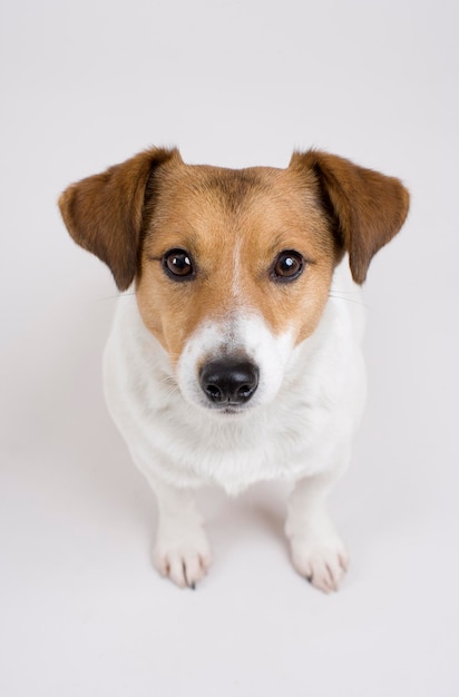 Portret van een hond op een witte achtergrond
