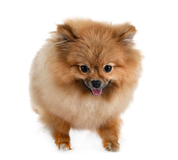 Portret van een hond op een witte achtergrond