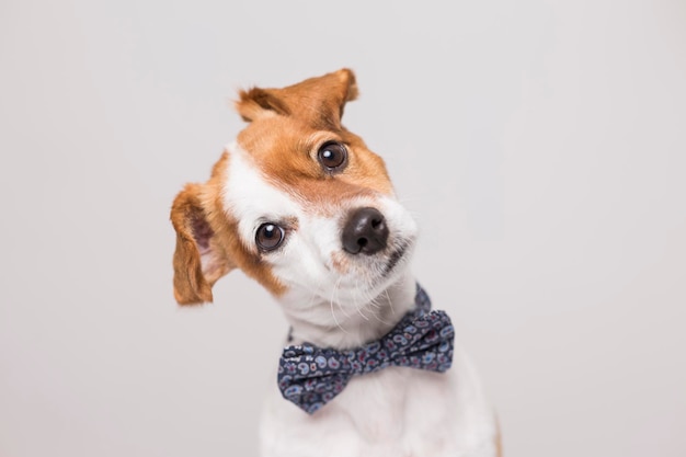 Portret van een hond op een witte achtergrond