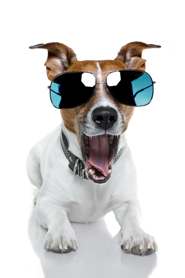 Foto portret van een hond op een witte achtergrond