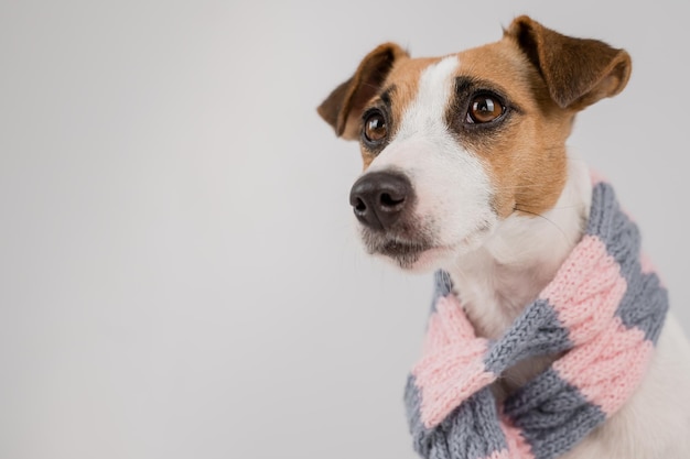 Portret van een hond op een witte achtergrond