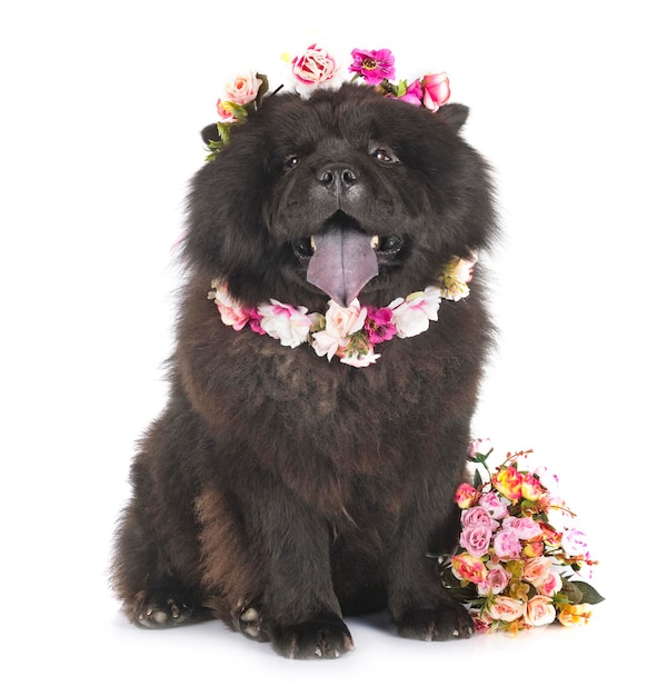 Portret van een hond op een witte achtergrond