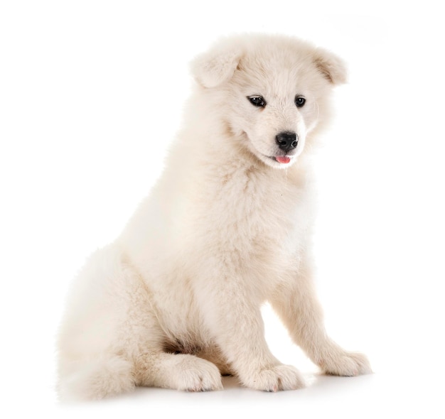 Portret van een hond op een witte achtergrond