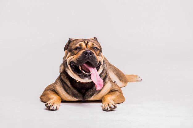 Portret van een hond op een witte achtergrond