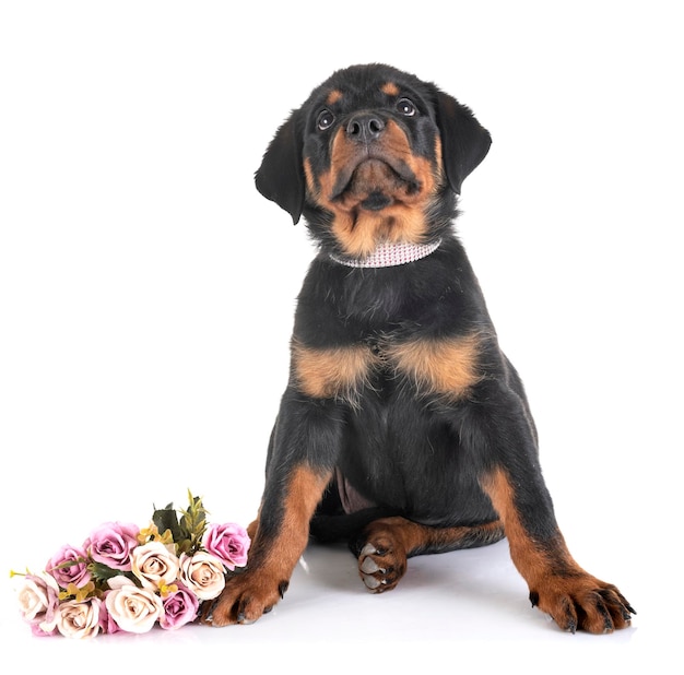 Portret van een hond op een witte achtergrond