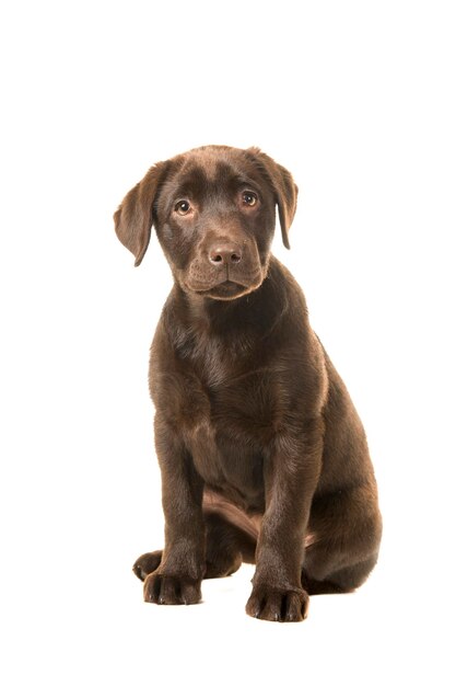 Portret van een hond op een witte achtergrond