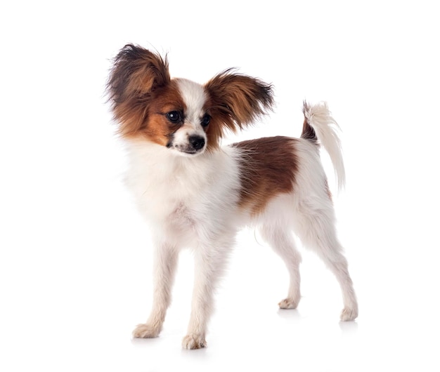 Portret van een hond op een witte achtergrond
