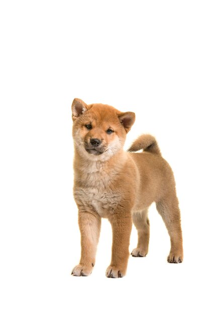 Portret van een hond op een witte achtergrond