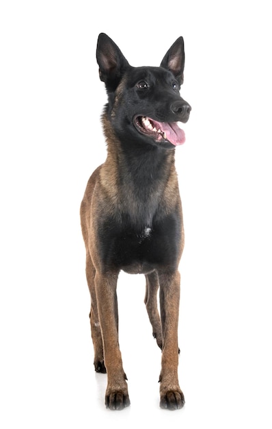 Portret van een hond op een witte achtergrond