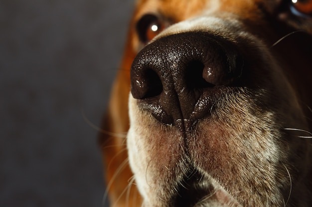 Portret van een hond op een zwarte achtergrond