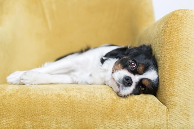 Portret van een hond op gele sofa