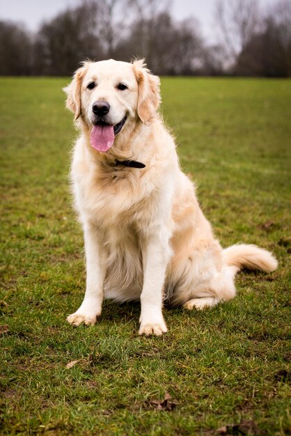 Foto portret van een hond op het gras