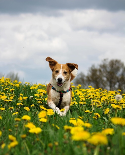 Portret van een hond op het veld tegen de lucht