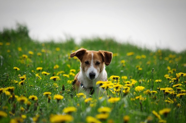 Portret van een hond op het veld tegen de lucht