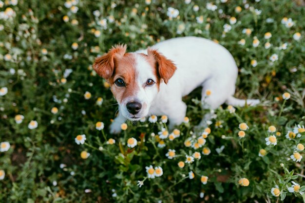 Foto portret van een hond op het veld