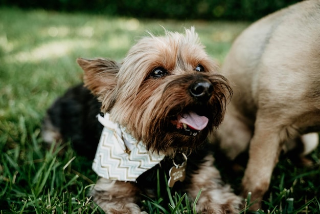 Foto portret van een hond op het veld