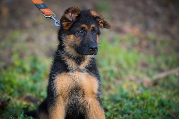 Foto portret van een hond op het veld