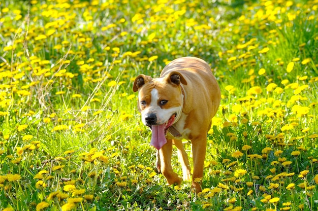 Portret van een hond op het veld