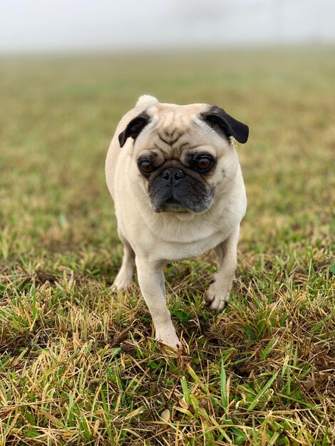 Portret van een hond op het veld