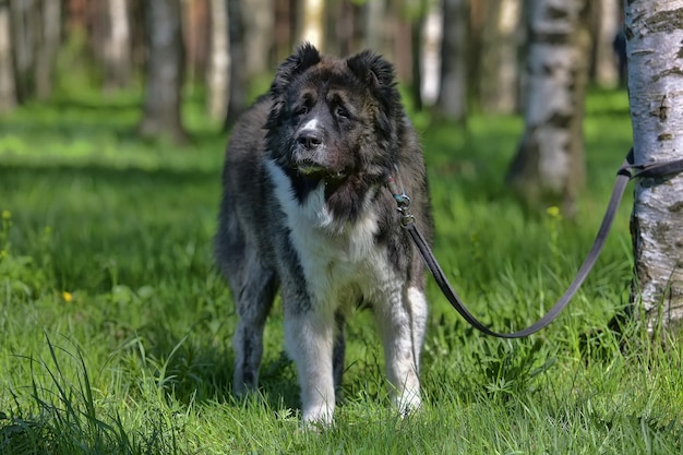 Foto portret van een hond op het veld