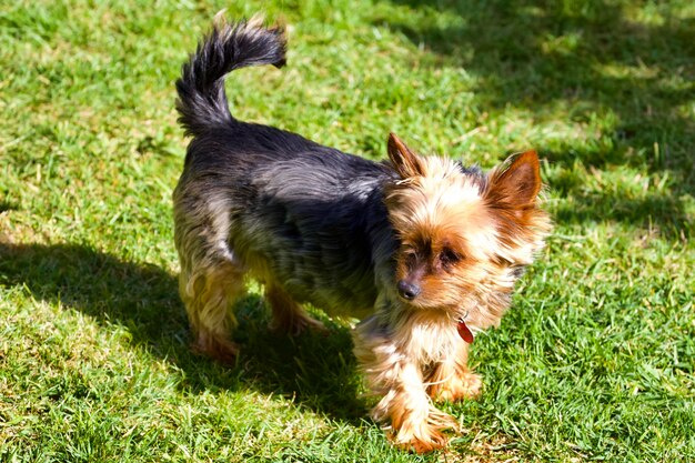 Foto portret van een hond op het veld