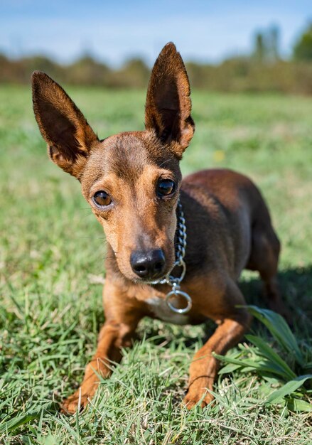 Foto portret van een hond op het veld