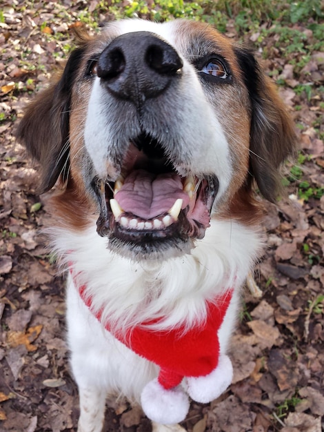 Foto portret van een hond op het veld