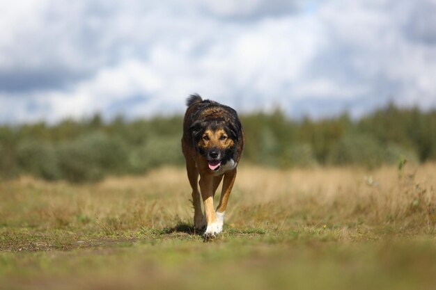 Portret van een hond op het veld